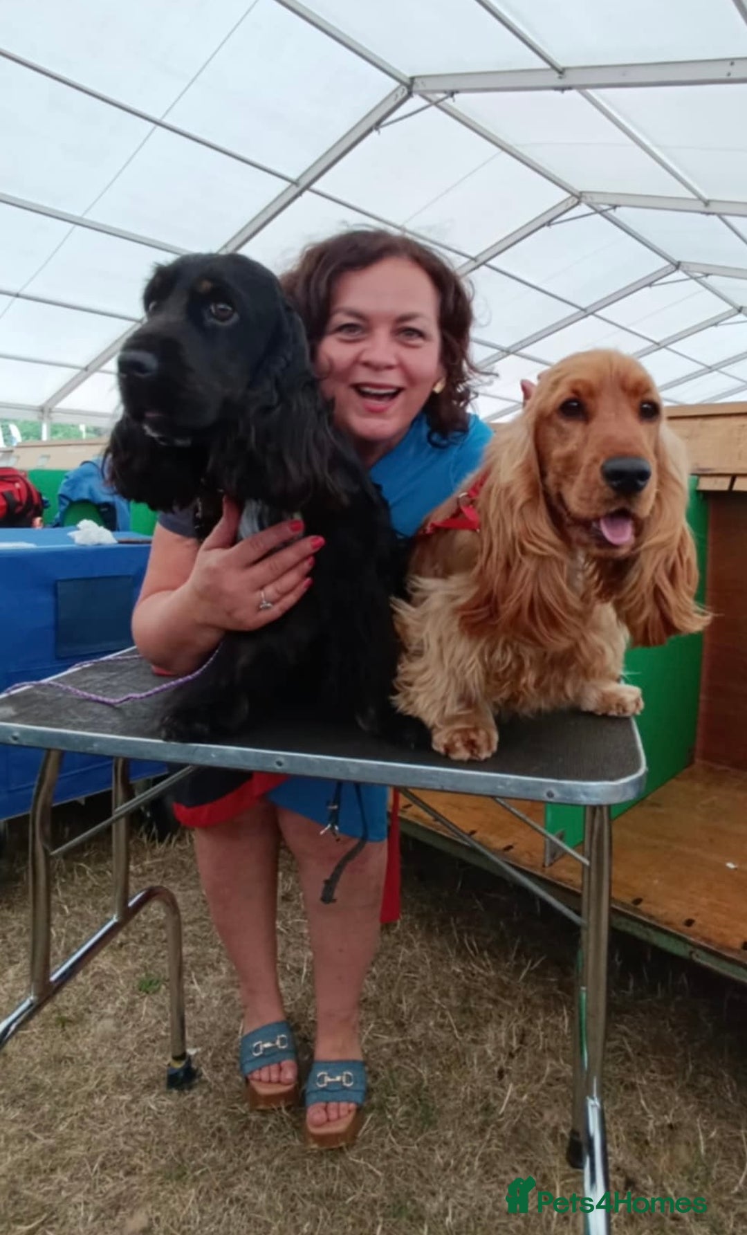 Cocker Spaniel dogs for sale: Beautiful Child friendly,calm show cocker spaniel  - Image 12