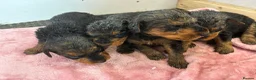 Airedale Terrier dogs for sale: KC REG 5⭐️BREEDER 4💖5💙 - Advert 27