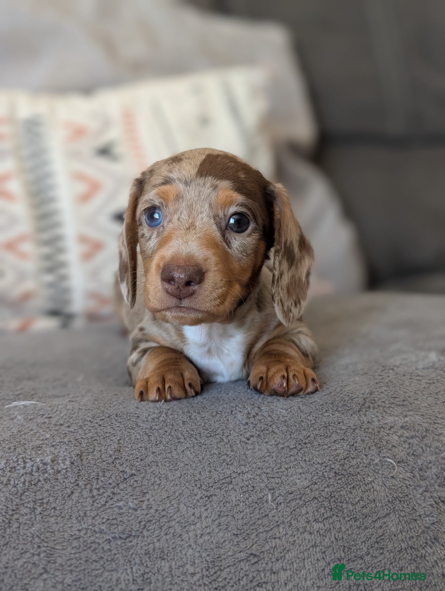 Miniature Dachshund dogs KC reg Miniature Dachshund long and smooth haired  - Advert 2