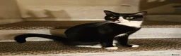Mixed Breed cats for sale: Female Cat For Rehoming  - Advert 2