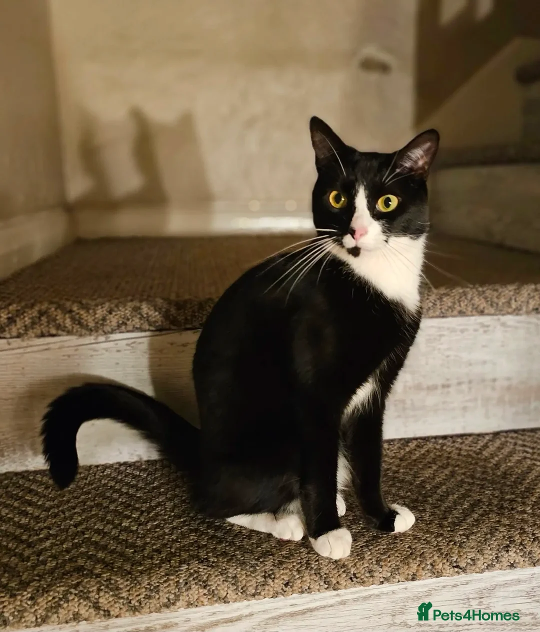 Mixed Breed cats for sale: Female Cat For Rehoming  - Advert 2