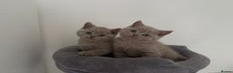 British Shorthair cats for sale: GCCF Registered 2 males 💙💙 - Advert 4