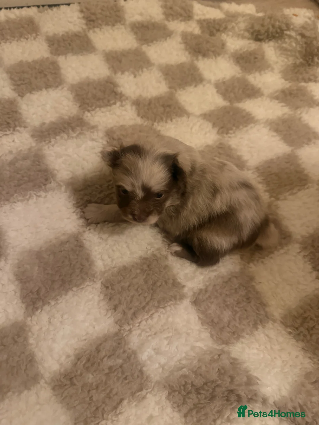 Pomeranian dogs for sale: 1 beautiful cream Merle boy left  - Advert 2