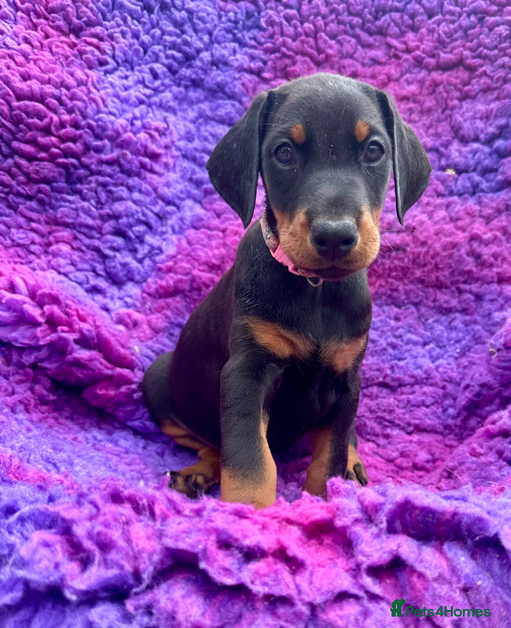 Dobermann dogs KC registered health tested Dobermann puppies  - Advert 1