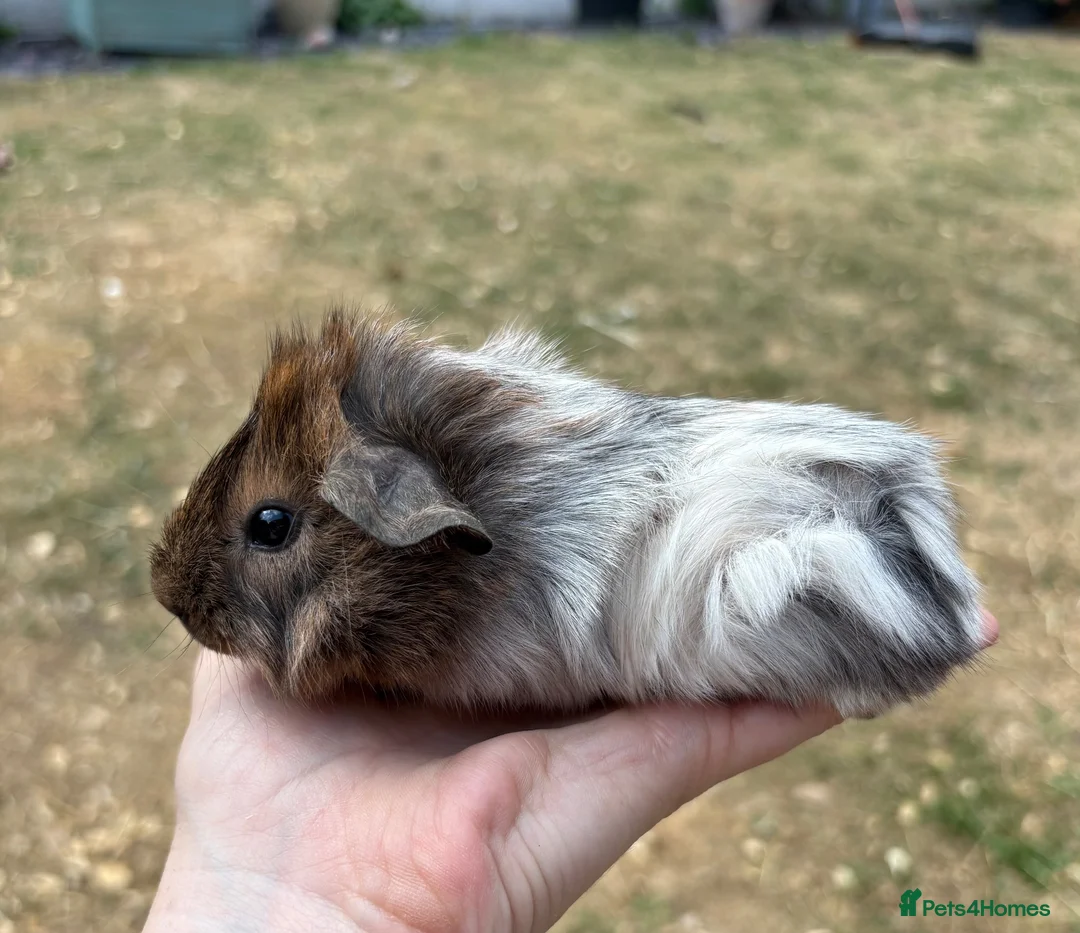 Guinea Pig rodents for sale: Beautiful baby guinea pigs FUNKY, roans & crested - Advert 2