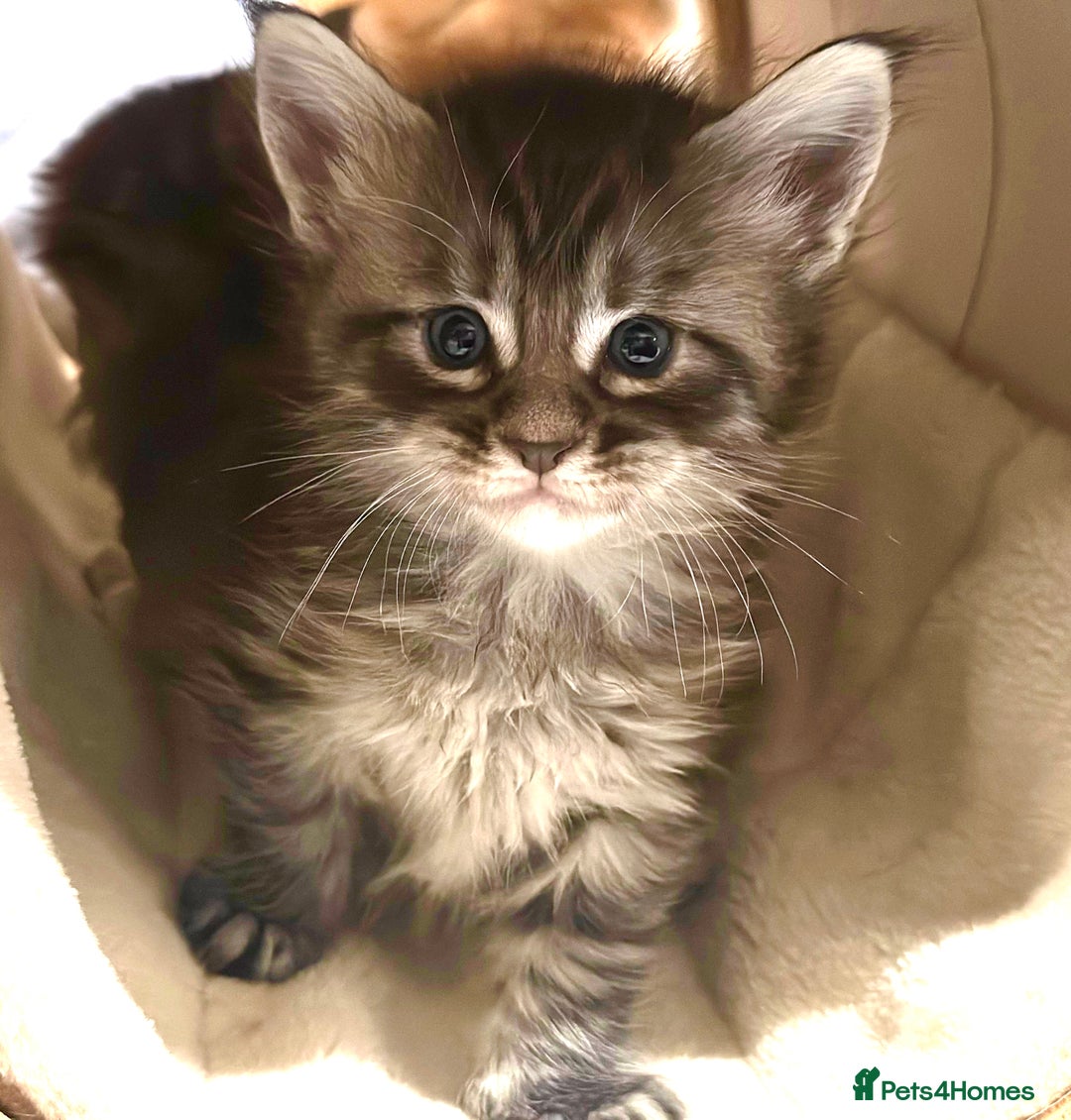 Maine Coon cats for sale: A litter of 7 Beautiful Maine coon kittens - Advert 11