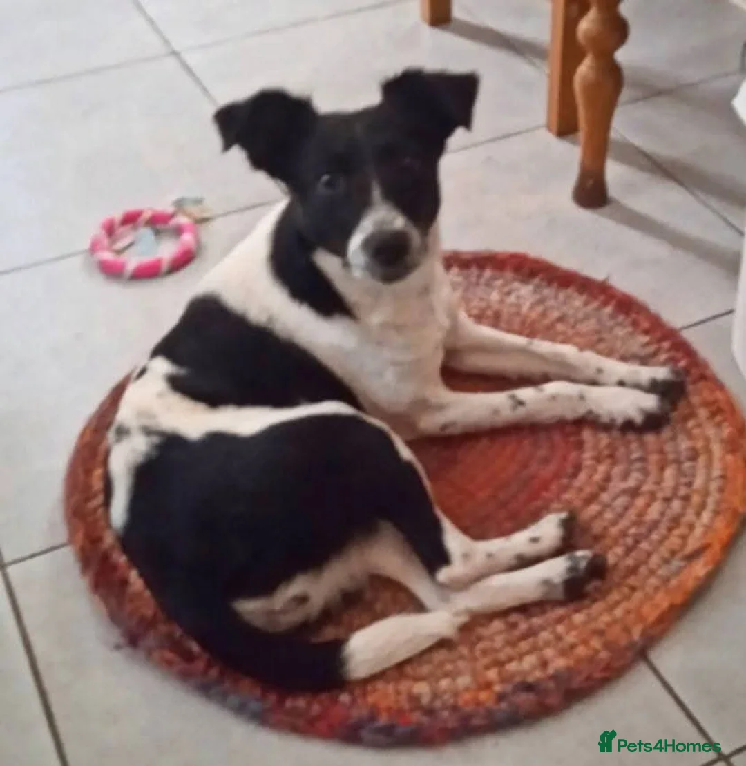 Mixed Breed dogs for adoption: ❤️MATILDA❤️ 10 months, low medium below the knee) - Advert 3