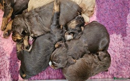 Cocker Spaniel dogs for sale: 8 AMAZING KC REG WORKING COCKER SPANIEL PUPPIES - Image 12