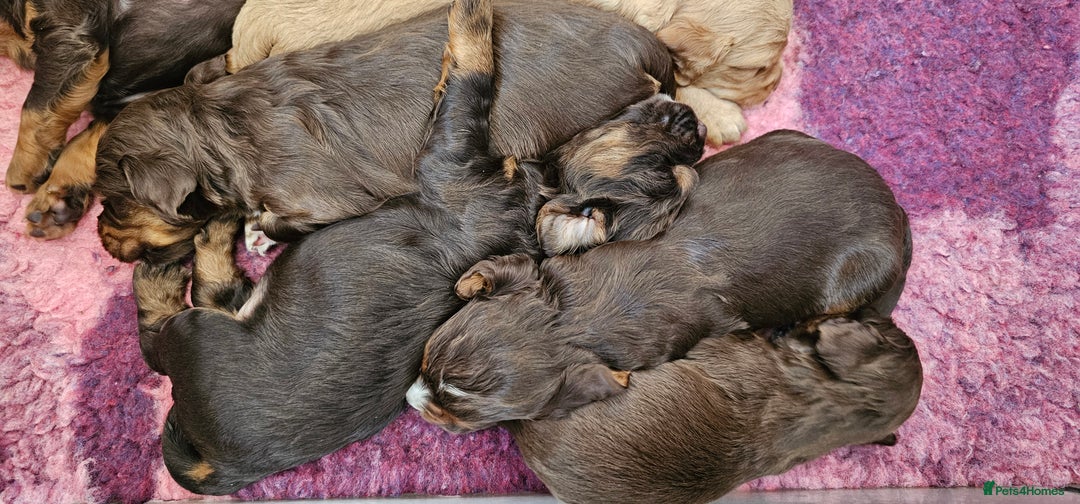 Cocker Spaniel dogs for sale: 8 AMAZING KC REG WORKING COCKER SPANIEL PUPPIES - Image 12