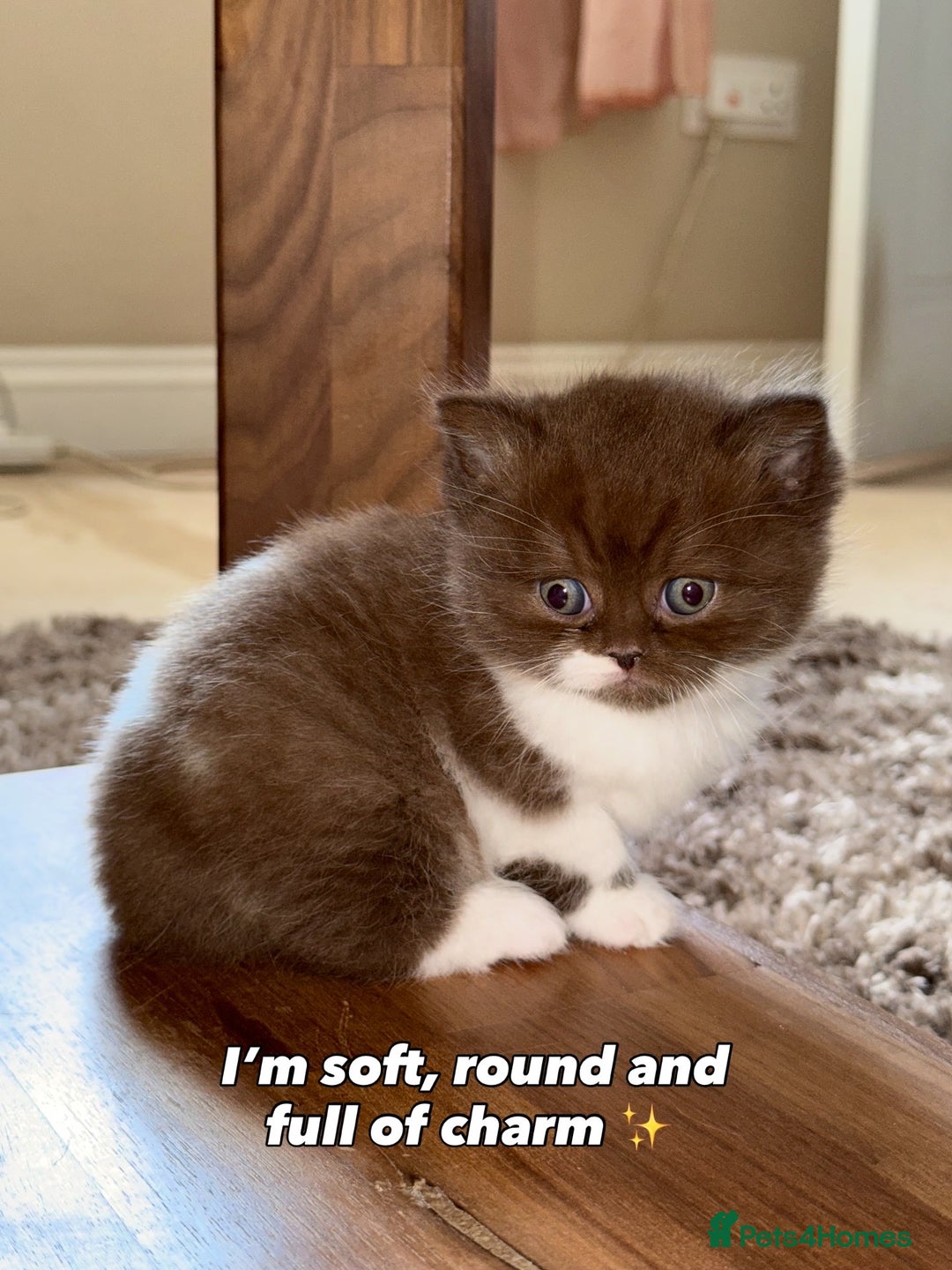 British Shorthair cats for sale: Chocolate brown cinnamon tortie British Kittens - Advert 38