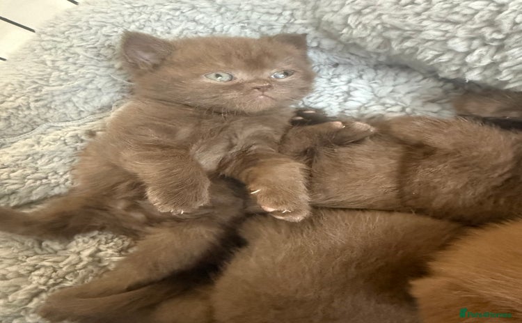 British Shorthair cats - Advert 7