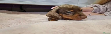 Miniature Dachshund Puppy 4