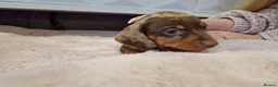 Miniature Dachshund dogs for sale: Lovely Miniature Dachshund Puppies! - Advert 15