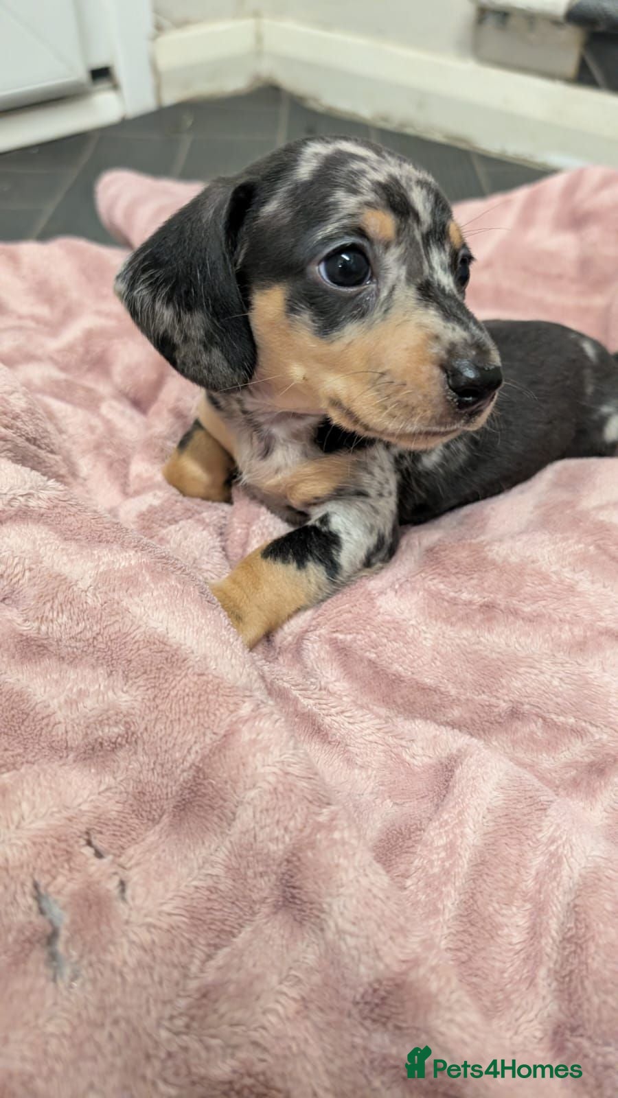 Miniature Dachshund dogs 3 gorgeous dapple male miniature dachshunds - Advert 9
