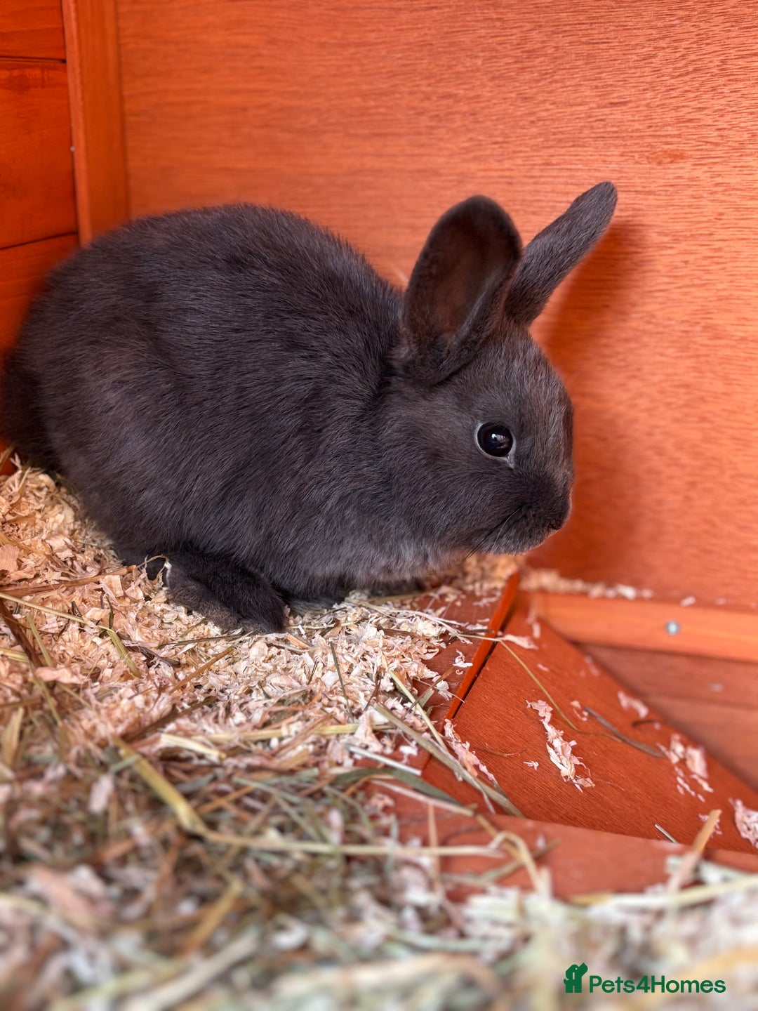 Dwarf Lop rabbits for sale: Three bunnies needing rehoming  - Advert 3