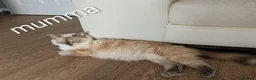 Ragdoll cats for sale: 6 beautiful pedigree kittens - Advert 1