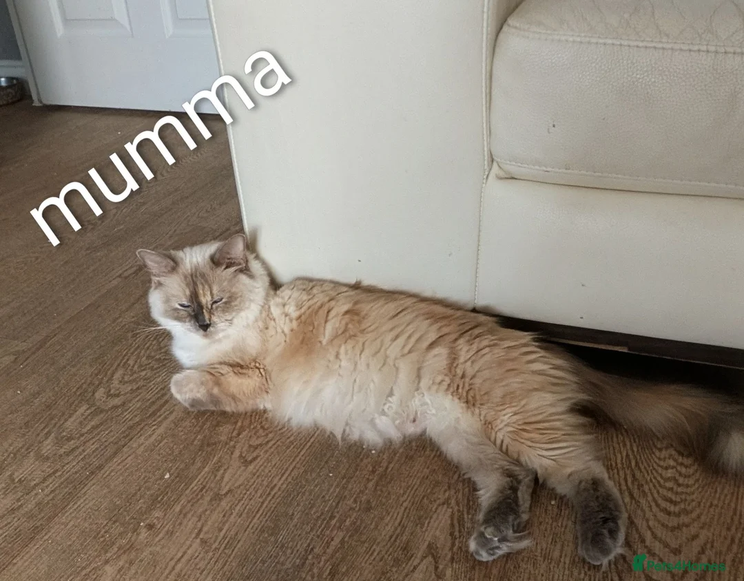 Ragdoll cats for sale: 6 beautiful pedigree kittens - Advert 1