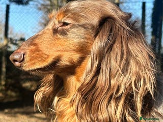 Dachshund dogs *STUD* Minature Long Haired Dachshund PRA 1 Clear in Waltham Abbey - Advert 7