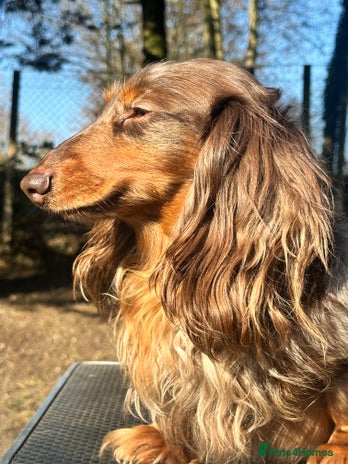 Dachshund dogs in Waltham Abbey - Advert 1