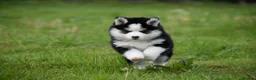 Pomsky dogs for sale: F4 Genuine Pomskies from health tested parents - Advert 27