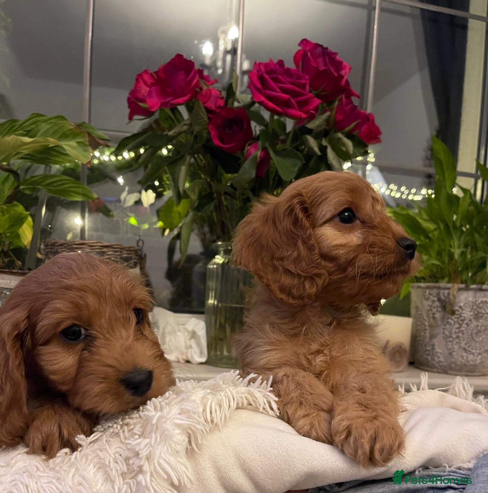 Cockapoo dogs READY NOW ! F1 health tested Cockapoo puppies - Advert 17