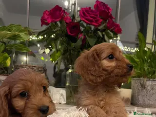 Cockapoo dogs READY NOW ! F1 health tested Cockapoo puppies - Advert 17