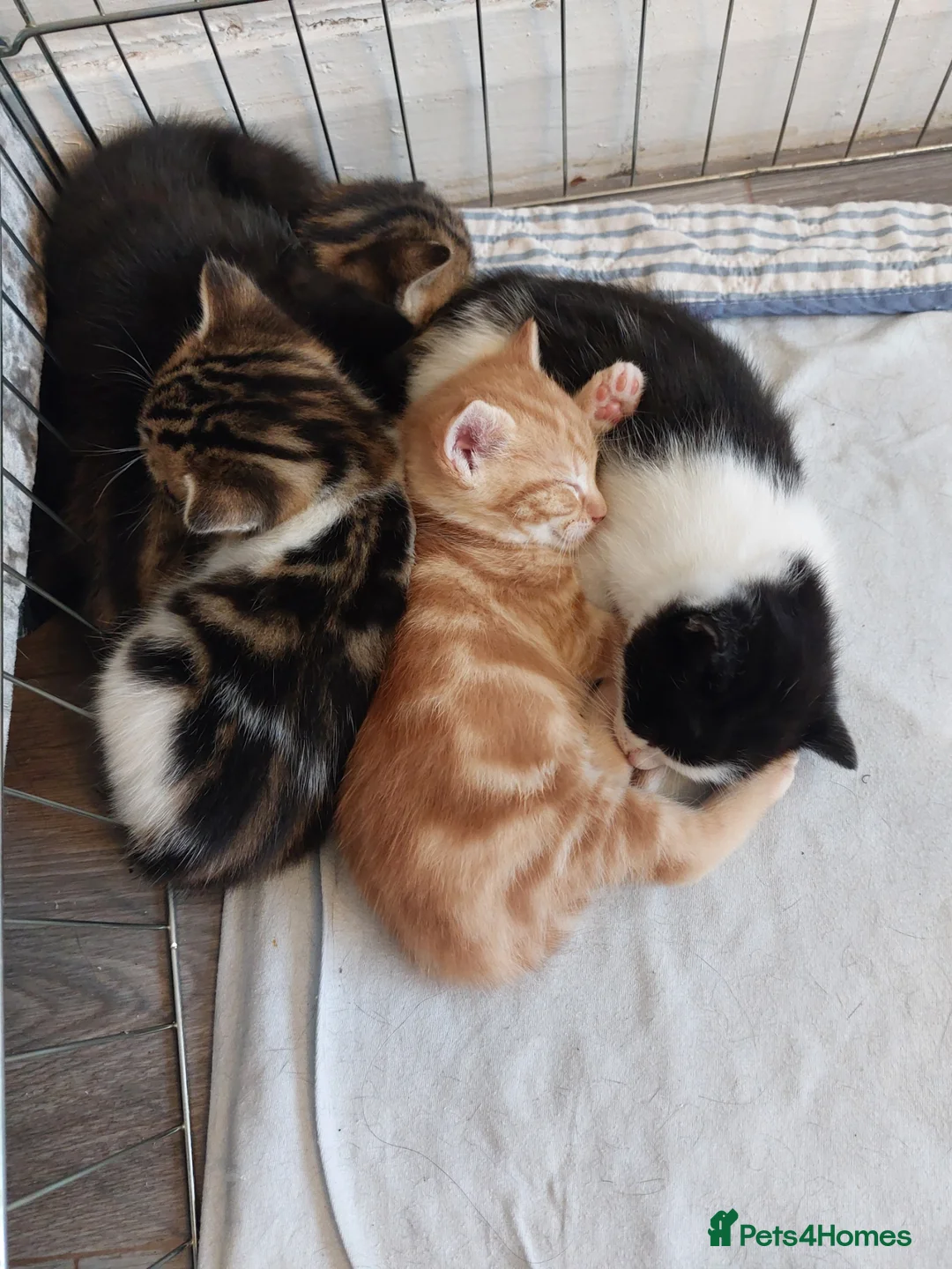 Mixed Breed cats for sale: Kittens - Advert 7