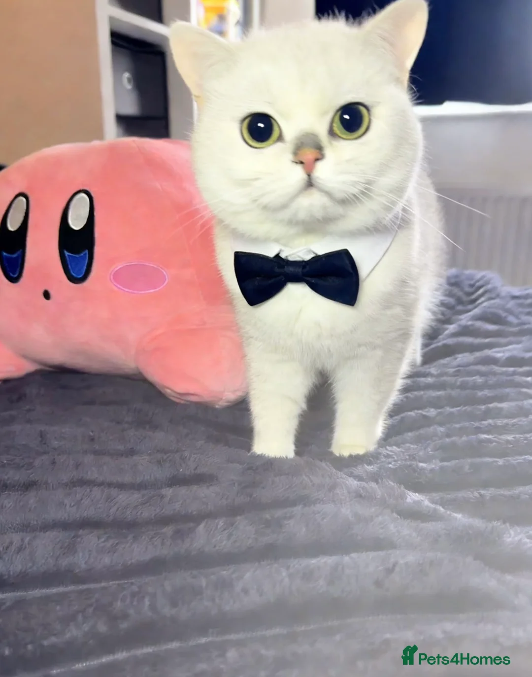 British Shorthair cats for stud: GCCF Registered British Shorthair Stud - Advert 1