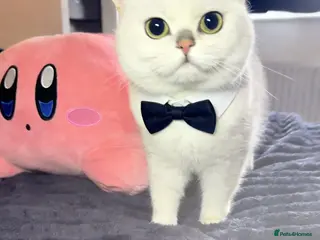 British Shorthair cats GCCF Registered British Shorthair Stud - Advert 9