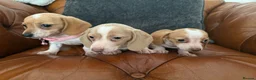 Miniature Dachshund dogs for sale: Beautiful Cream Dachshund Pups 5 ⭐ Licensed  - Advert 3