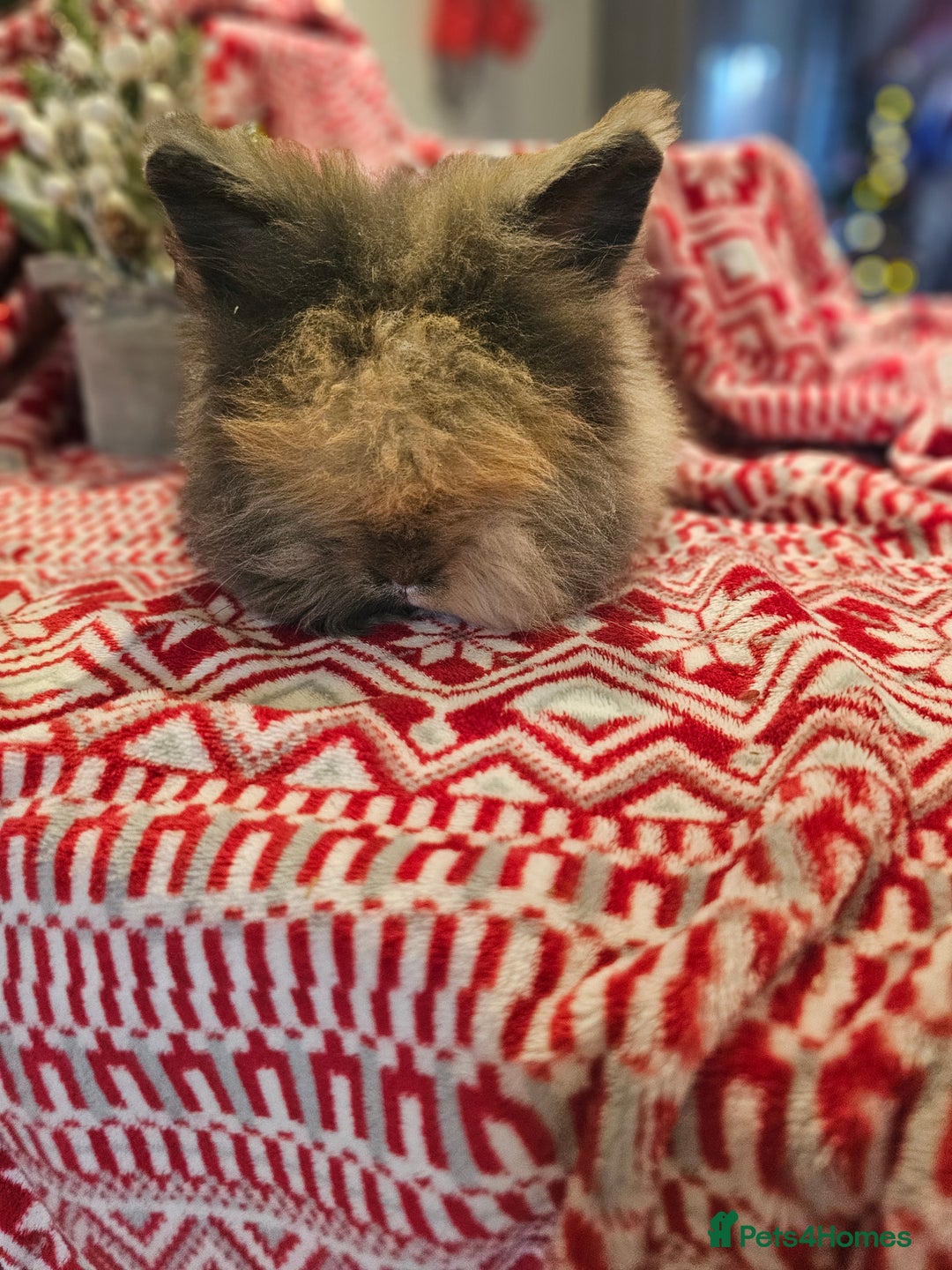 Angora rabbits for sale: Angora X - Advert 10