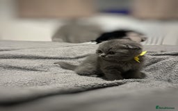 British Shorthair cats for sale: British Shorthair/Scottish Fold Kittens for sale - Image 18