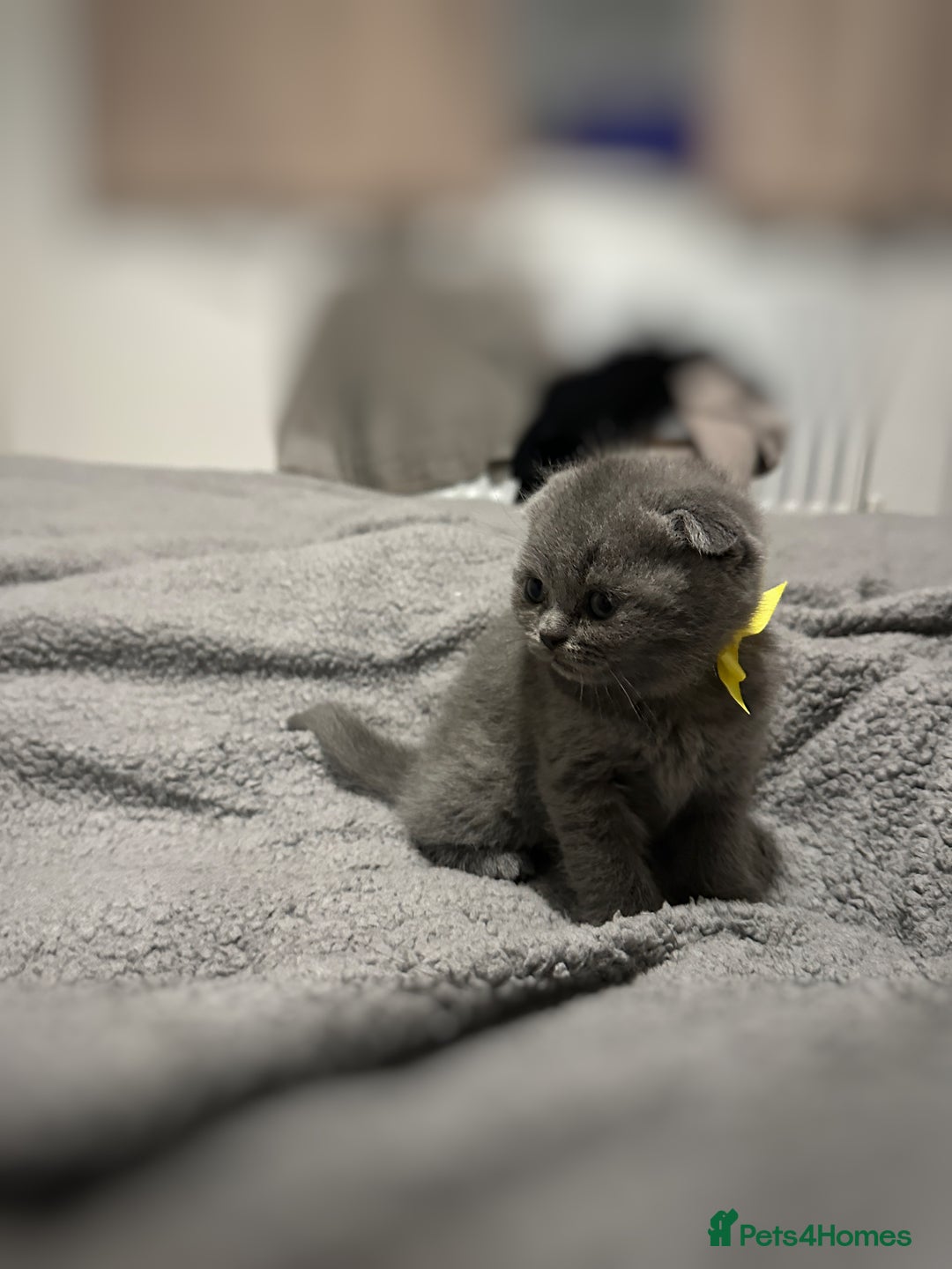 British Shorthair cats for sale: British Shorthair/Scottish Fold Kittens for sale - Image 18