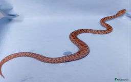 Python Snake reptiles for sale: Children's Python's Males and Females - Image 2