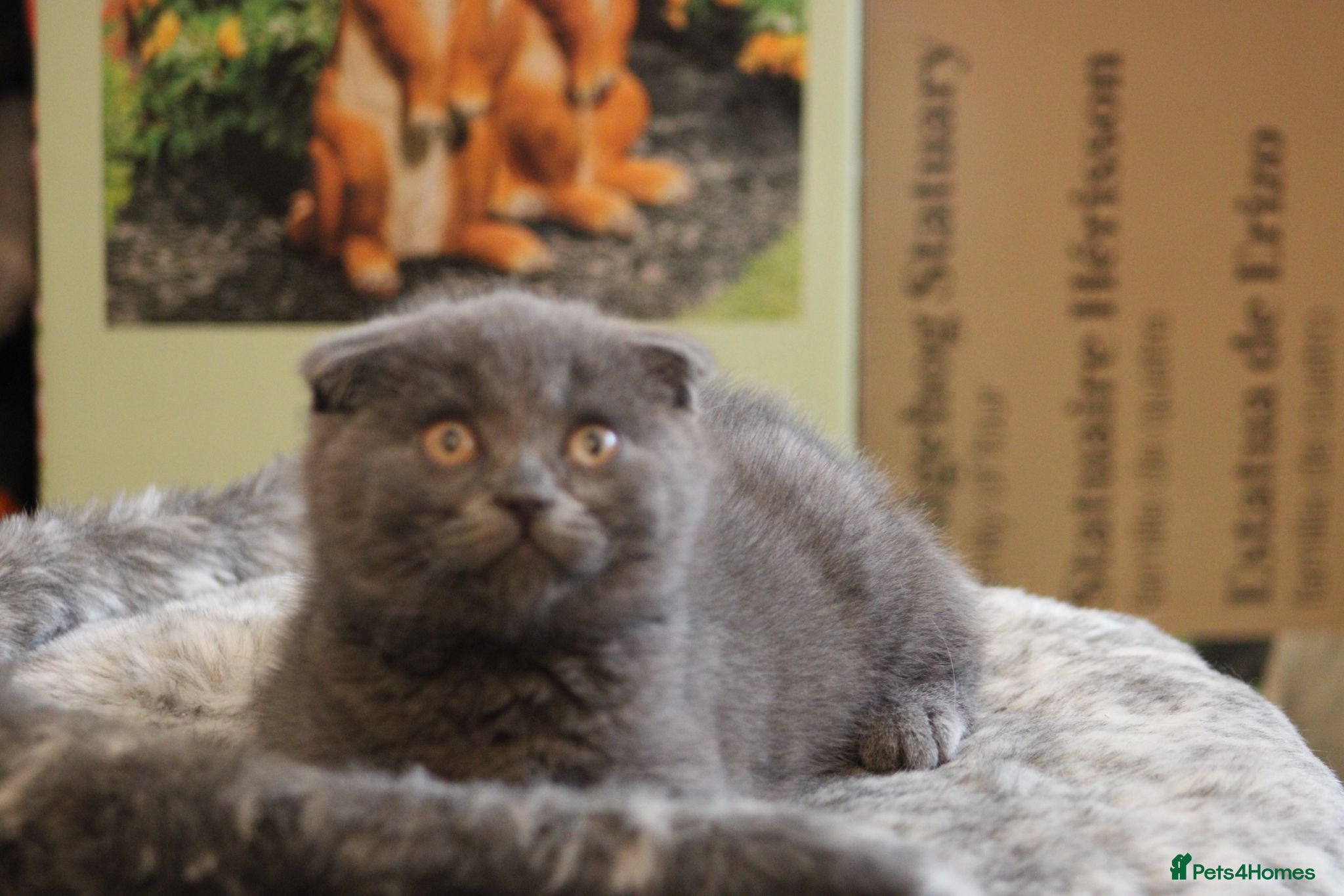 British Shorthair cats Cute babies!😸 - Advert 1
