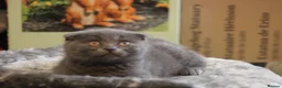 British Shorthair cats for sale: Cute babies ready for their new 🏠🐱🥰 - Advert 20