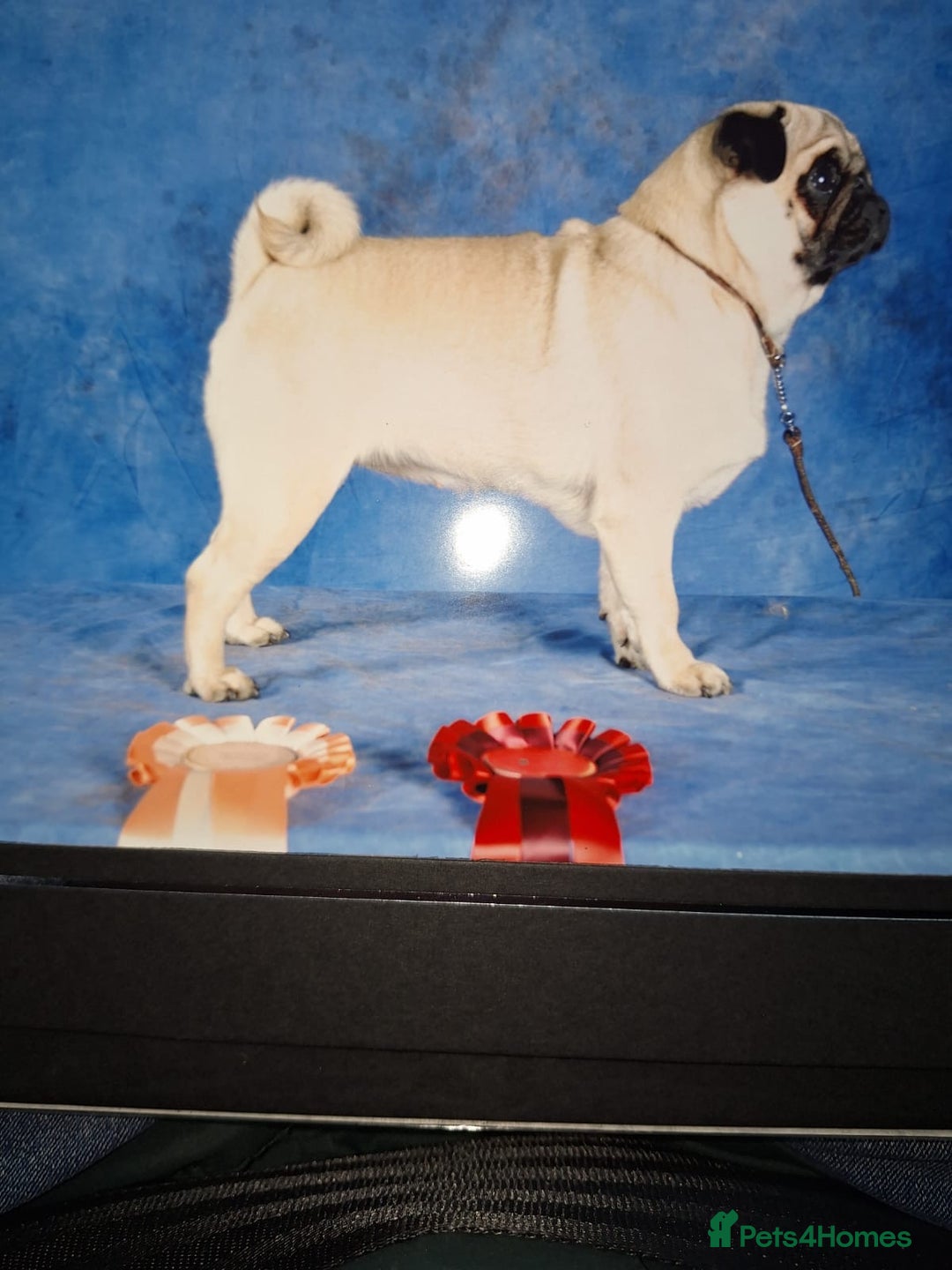 Pug dogs for stud: KC registered stud pug Bob - Advert 11