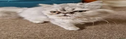 Persian cats for sale: Beautiful Mochi – 7-Month-Old Female Cat  - Advert 5