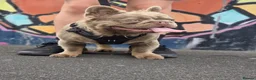French Bulldog dogs for sale: 🧸Stunning French Bulldog puppies🧸😍🤎 - Advert 17