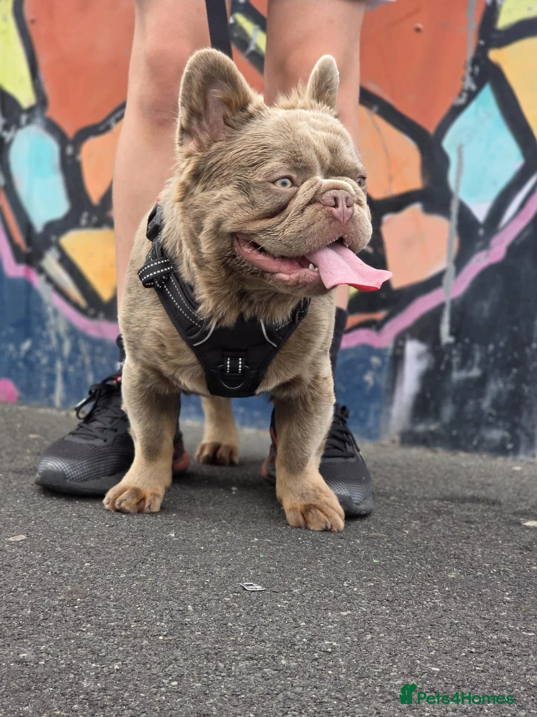 French Bulldog dogs for sale: 🧸Stunning French Bulldog puppies🧸😍🤎 - Advert 17