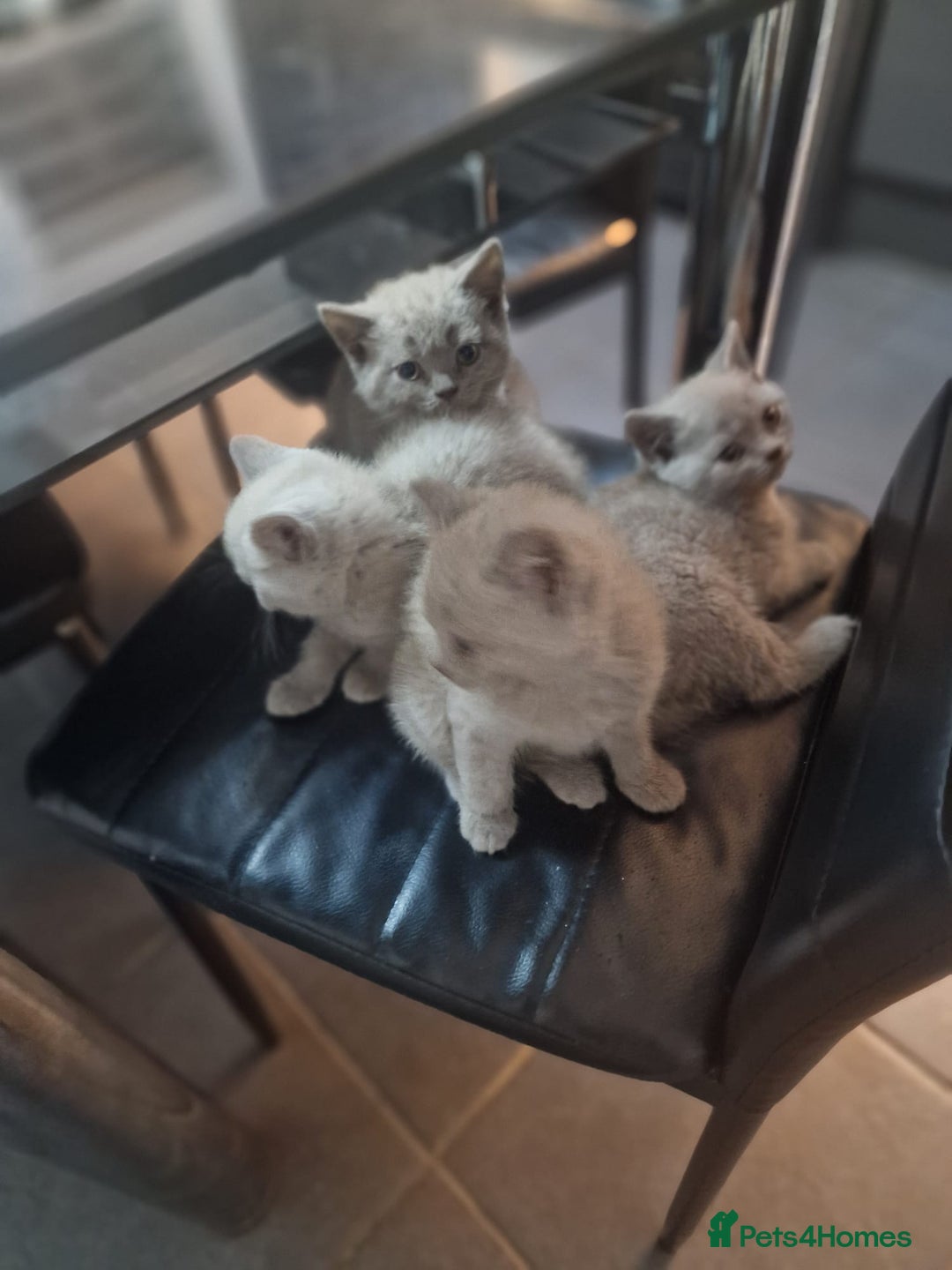 British Shorthair cats for sale: Pure British Short Hair cutties - Image 15