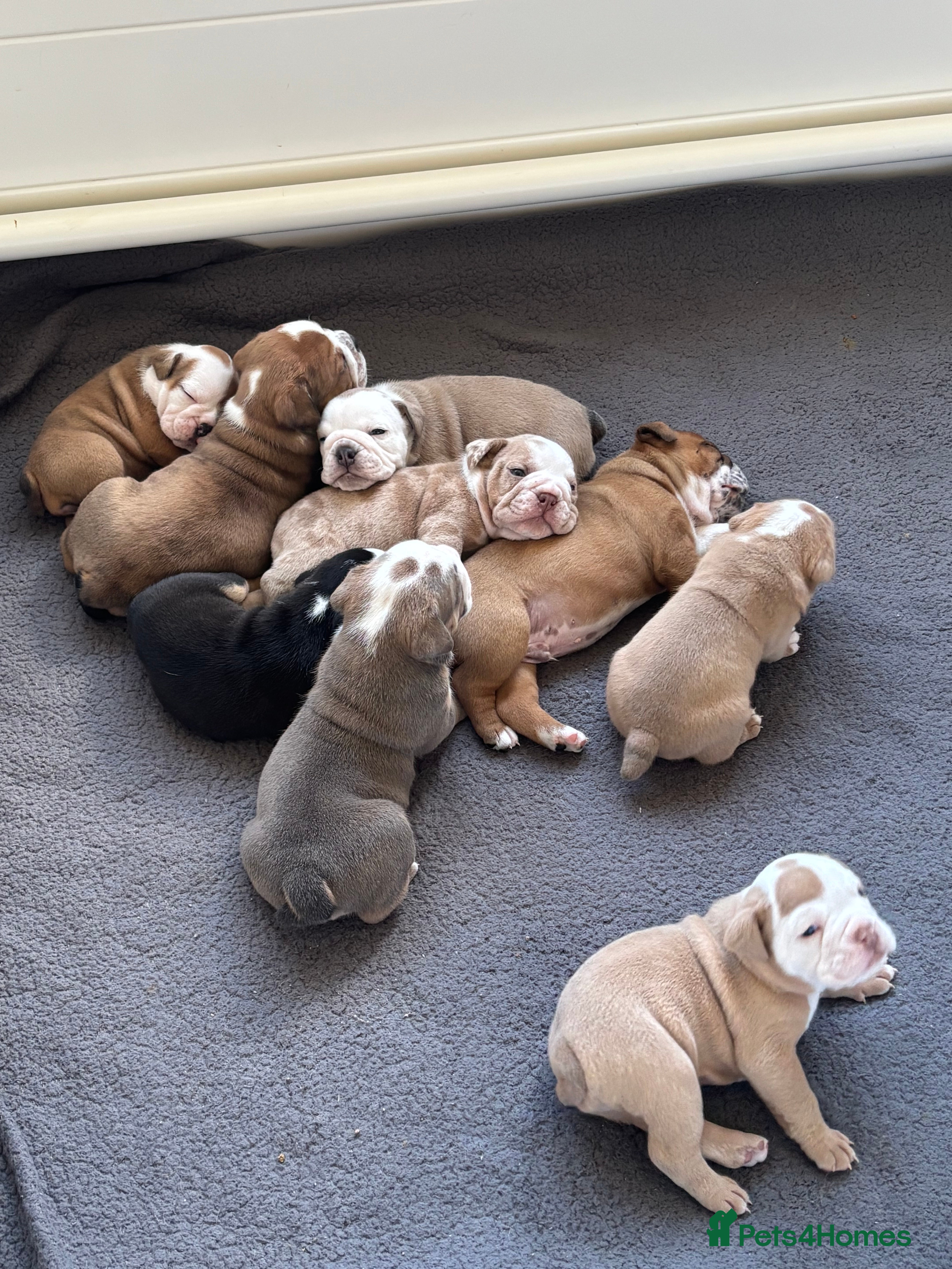 Old Tyme Bulldog dogs Olde tyme bulldog puppies  - Advert 1