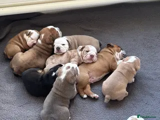 Old Tyme Bulldog dogs Olde tyme bulldog puppies - Advert 1