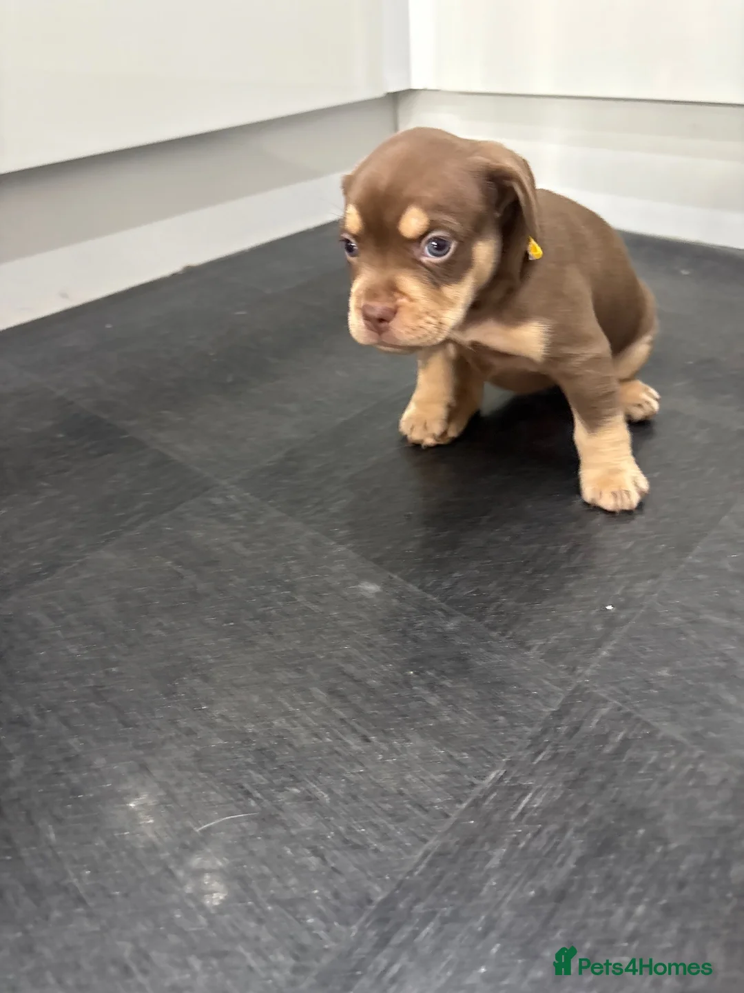 Mixed Breed dogs for sale: 3/4 French Bull Dog puppies  - Advert 2