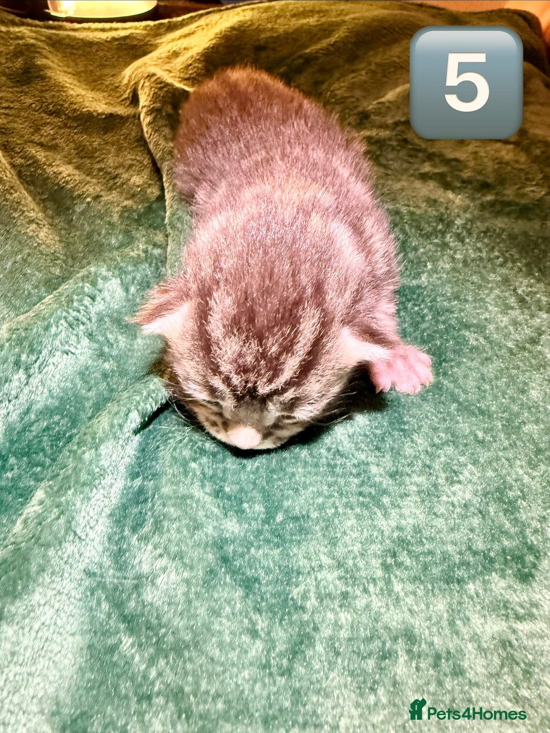 Maine Coon cats for sale: Gorgeous Fluffy Maine Coon Kittens  - Advert 16