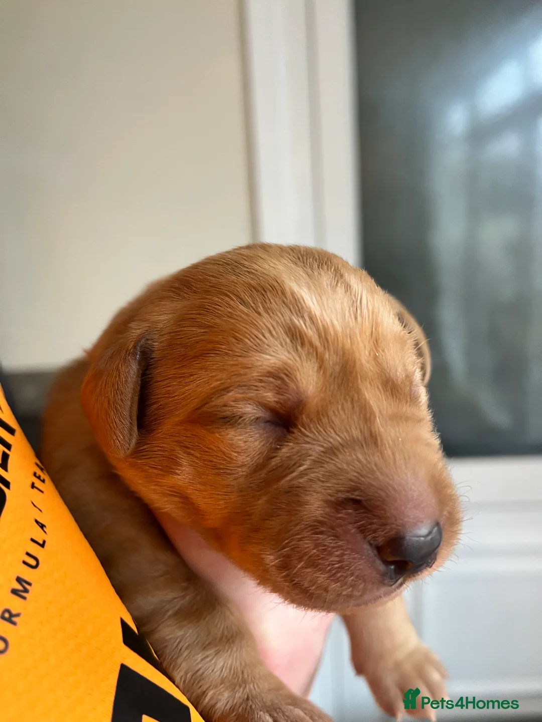 Labrador Retriever dogs for sale: Traditional Stocky Golden Labradors  - Advert 2