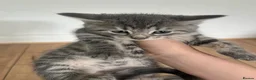 Mixed Breed cats for sale: Gray silver and tabby kittens for sale! - Advert 11