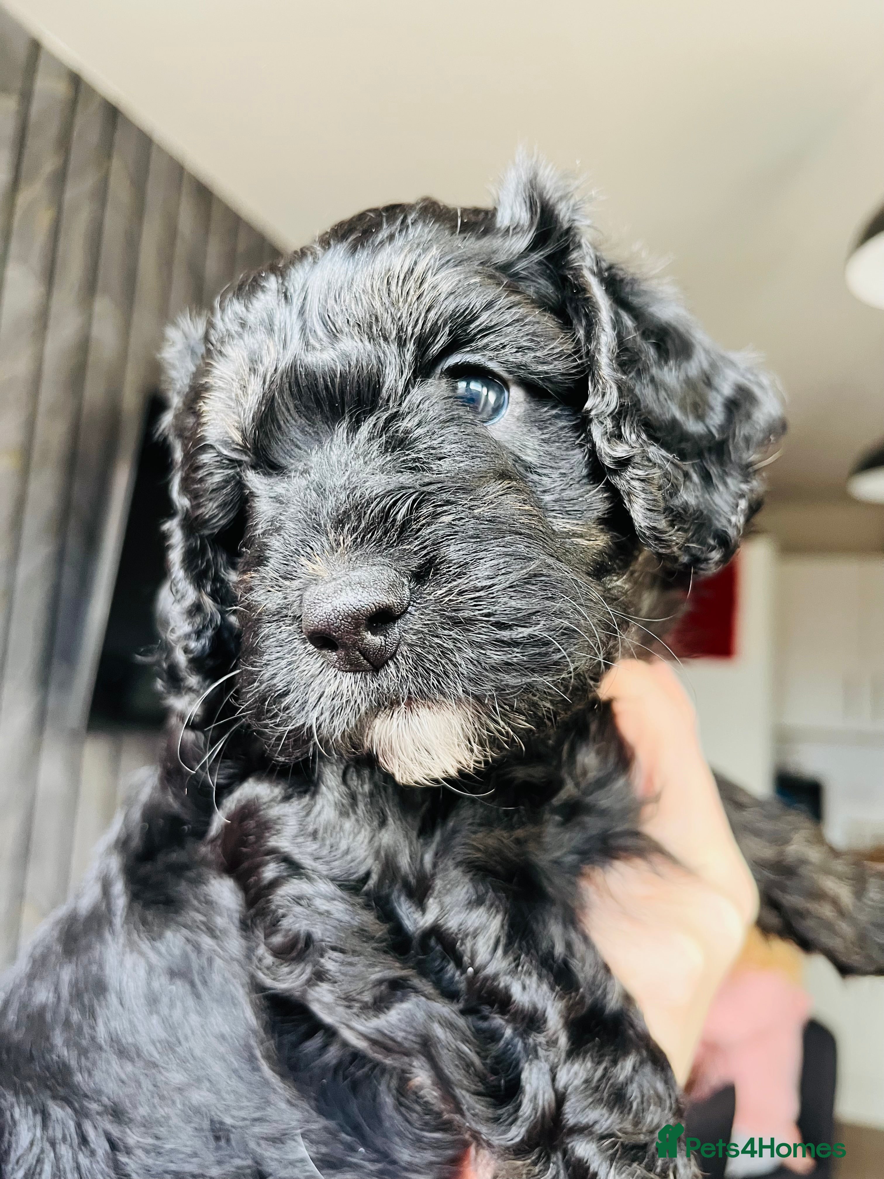 Cockapoo dogs 🐶1 Girl left Stunning Cockapoo pup🐶 - Advert 6