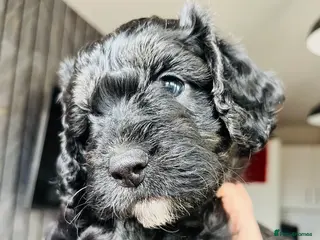 Cockapoo dogs 🐶1 Girl left Stunning Cockapoo pup🐶 - Advert 6