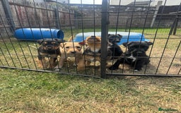 Mixed Breed dogs for sale: Lakeland x Jack Russel - Image 6